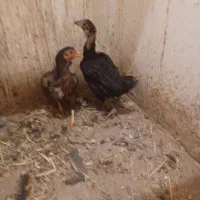 مرغ