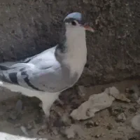 ۲ عدد کفتر پرنده نر گرفتنی دانه ای ۱۵۰|پرنده|الوند, |دیوار