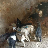 بیست راس کهره