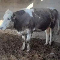 تلیسه آبستن سنگین|حیوانات مزرعه|هلالی, |دیوار