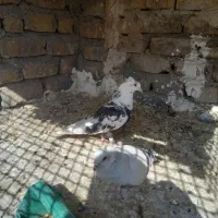 سار کاکلی و شامی
