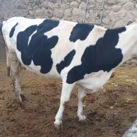 گاو گوشتی|حیوانات مزرعه|نظر کهریزی, |دیوار