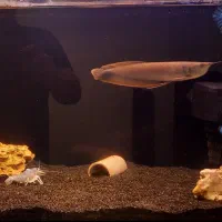 آکواریوم و ماهی|ماهی|کرج, مهرویلا جنوبی|دیوار