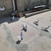 کبوتر دم چتری. کبوتر تهرونی
