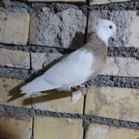 پرنده|پرنده|خرمشهر, |دیوار