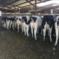 کارگر گاوداری