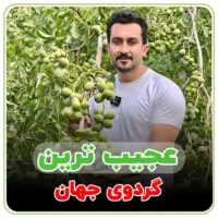 گردو پیوندی ژنوتیپ رویال