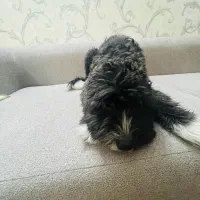 سگ شیتزو تریر