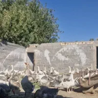 فروش انواع غاز