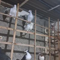 ۴۵ کفتره همه رقمه|پرنده|سبزوار, شرق کال عیدگاه|دیوار