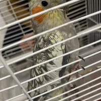 عروس هلندی با قفس و وسایل و کیف بیرون بردن عروس