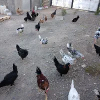مرغ وخروس گلین 3 ماهه
