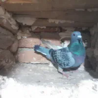 کبوتر|پرنده|اردبیل, |دیوار