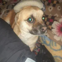 واگذاری نژاد میکس پامر و پاگ