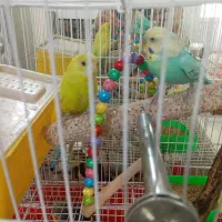 یک جفت مرغ عشق با یک جفت عروس هلندی با تمام وسایل