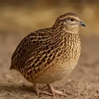 بلدرچین