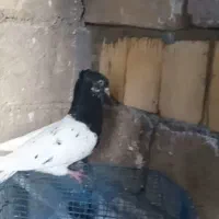 نر کله سیاه|پرنده|بندر ماهشهر, |دیوار