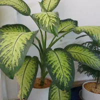 گیاه آپارتمانی دیفن باخیا بلند سرحال گلدان سرامیکی