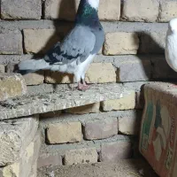گفتر