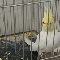 عروس هلندی نر