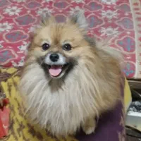 سگ پامر خرسی