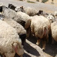 ۴۰راس میش|حیوانات مزرعه|جره و بالاده, |دیوار