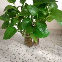 پتوس ، قلمه پتوس ، بامبو خاکی