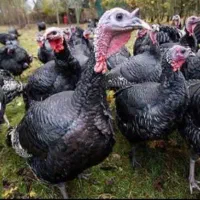 بوقلمون محلی ارگانیک ارسال رایگان در اهر|حیوانات مزرعه|اهر, |دیوار