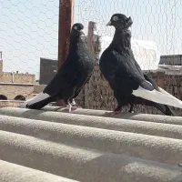 زاغ تیرسفید(زاغ هفت رنگ)،قزوینی|پرنده|قم, کلهری|دیوار