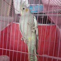 طوطی‌عروس|پرنده|رشت, حمیدیان|دیوار