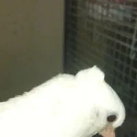 کبوتر سفید اراکی اصیل|پرنده|شیراز, عادل آباد|دیوار