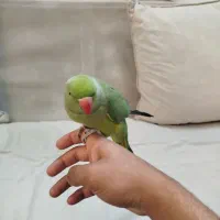 ملنگو اموزش دیده|پرنده|محلات, |دیوار