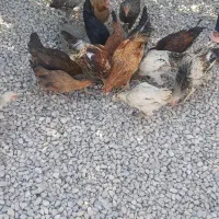 مرغ و خروس|حیوانات مزرعه|رومشکان, |دیوار