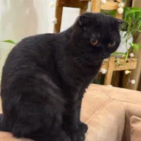 اسکاتیش با شناسنامه واکسیناسون شده