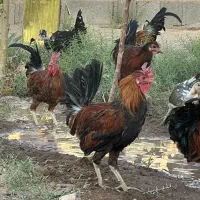 خروس گلین ومحلی اصل