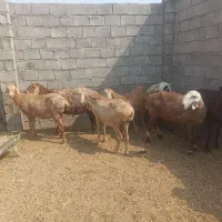 میش چینی|حیوانات مزرعه|خورموج, |دیوار