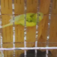 مرغ عشق و خروس میاطوری