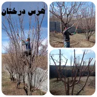 خدمات باغبانی آبیاری قطرهای کاشت هرس سم پاشی|خدمات باغبانی و درختکاری|شیراز, شهرک گلستان|دیوار