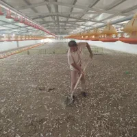 کود مرغی گوشتی|خدمات باغبانی و درختکاری|شهر بابک, |دیوار