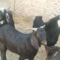 کهره نر و نری و بره|حیوانات مزرعه|کرمان, |دیوار