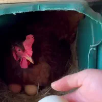 خانه ویلایی آب برق گاز شهری مناسب زندگی و سکونت