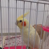 عروس هلندی کاملا رام با قفس