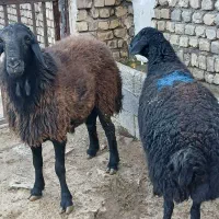 یک راس قوچ و شیشک