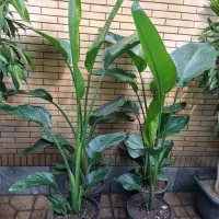 نخل نیکولای