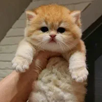 این کوچولوی ملوس در انتظار شماست/فروش گربه خانگی