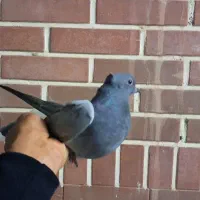 جوجه سبز دم سفید|پرنده|قم, حاج زینل|دیوار