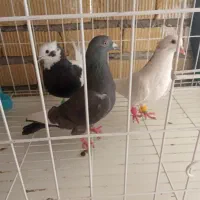 سه عدد کبوتر نر قیمت حراجی