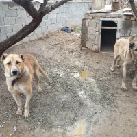 بعلت نداشتن جان این سگو بفروش گذاشتیم