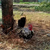 خروس جاپنیز|حیوانات مزرعه|قم, زنبیل آباد|دیوار