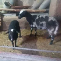 فروش میش با بره ماده لاکن